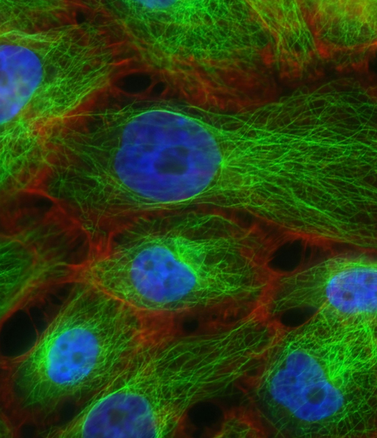 Preclinical Development